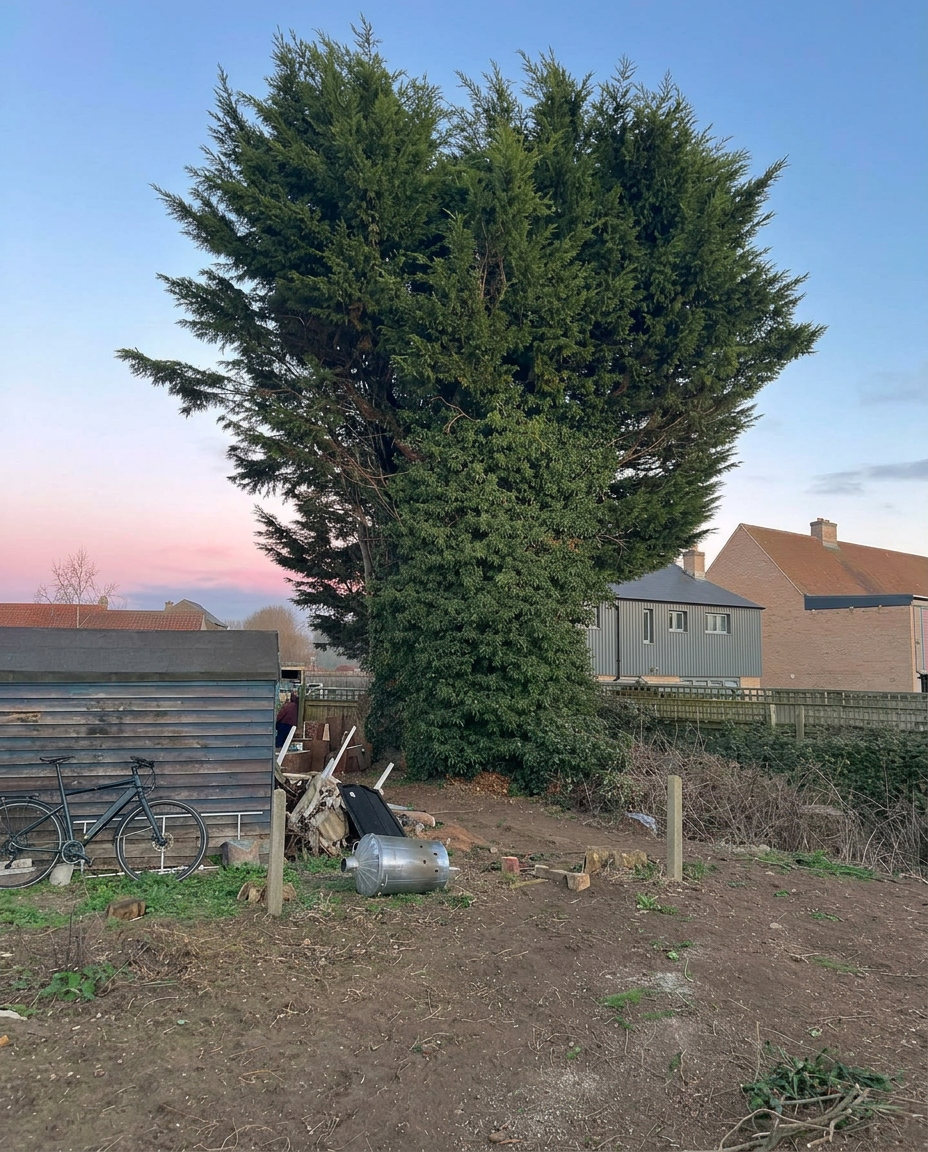 Large garden conifer before reduction work