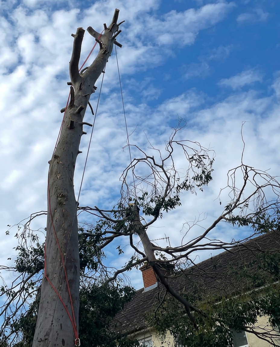 Sectional tree dismantling using professional ropes