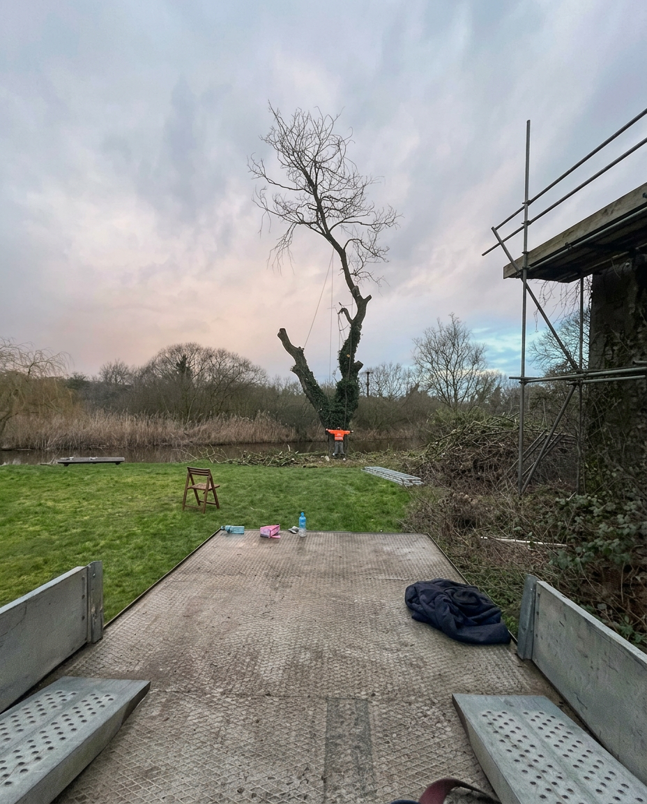 Riverside tree reduction in progress with lowering ropes