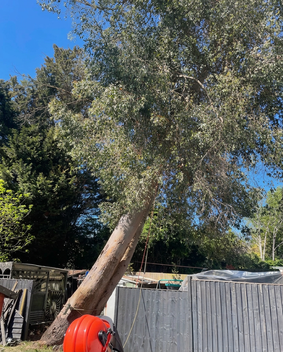 A leaning tree secured with professional rigging equipment by AS Tree & Landscapes